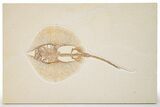 Rare, Fossil Male Stingray (Heliobatis) - Wyoming #360652-1
